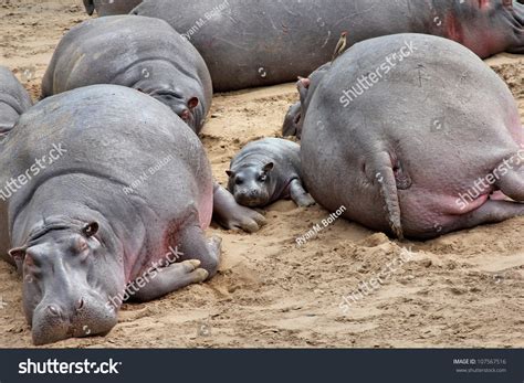 hippo bikini|909 Hippos Baby Swim Images, Stock Photos & Vectors.